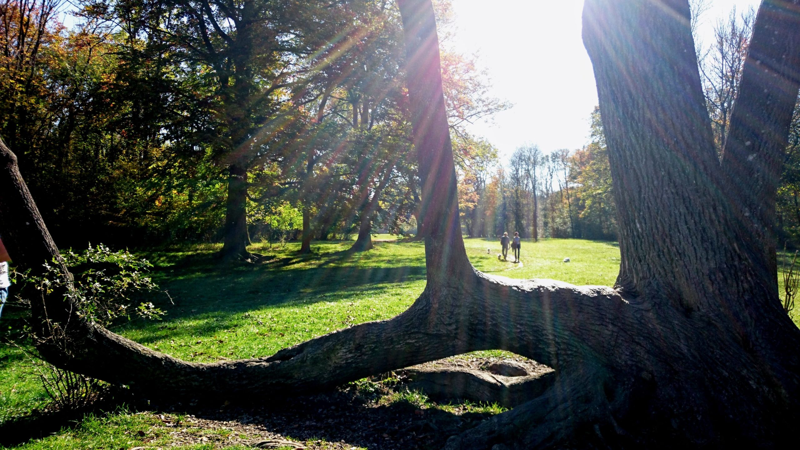 Baum in der Hirschau, München