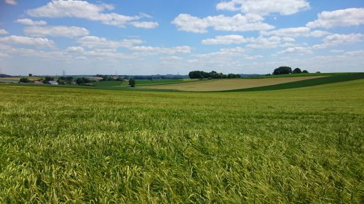 Feld